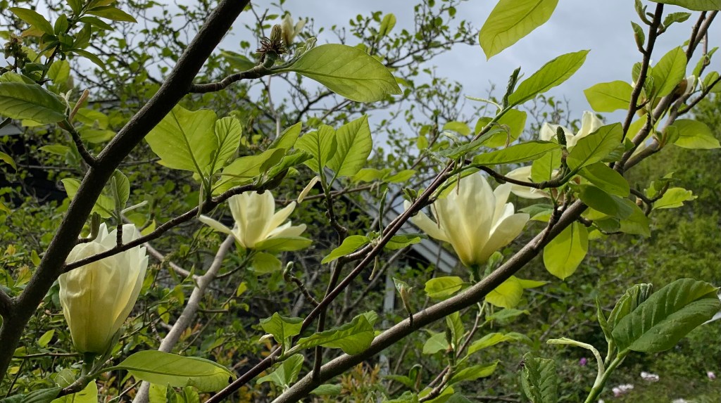 Magnolior – ett intresse&nbsp;vaknar