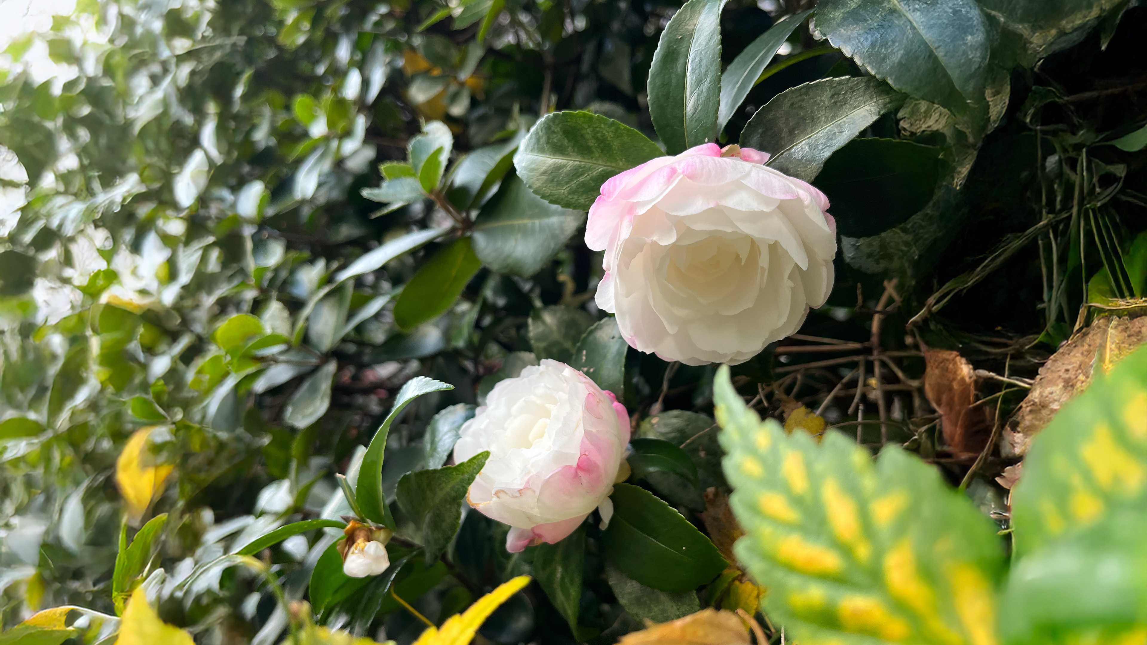 Kamelian blommar i Tokyo i december