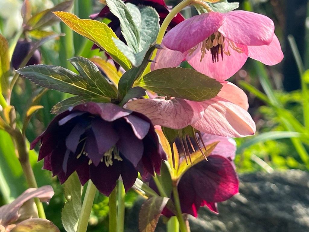 Den mytomspunna och älskade&nbsp;julrosen