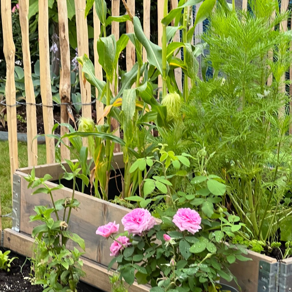 Köksträdgården på plats – del 3