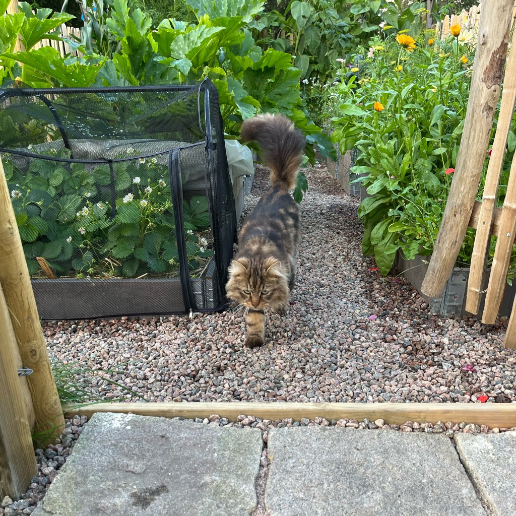 Klart att skördas – köksträdgården del 4