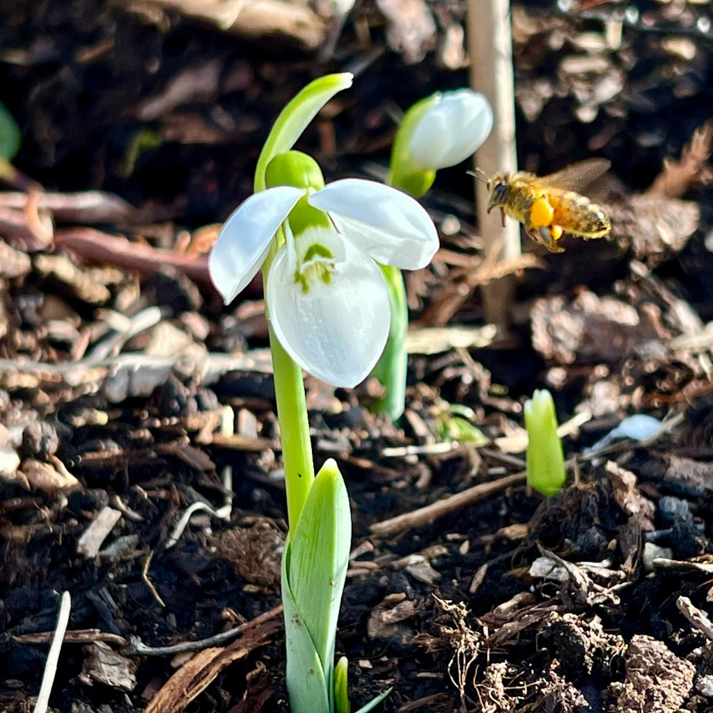 Snödroppar i fokus idag!