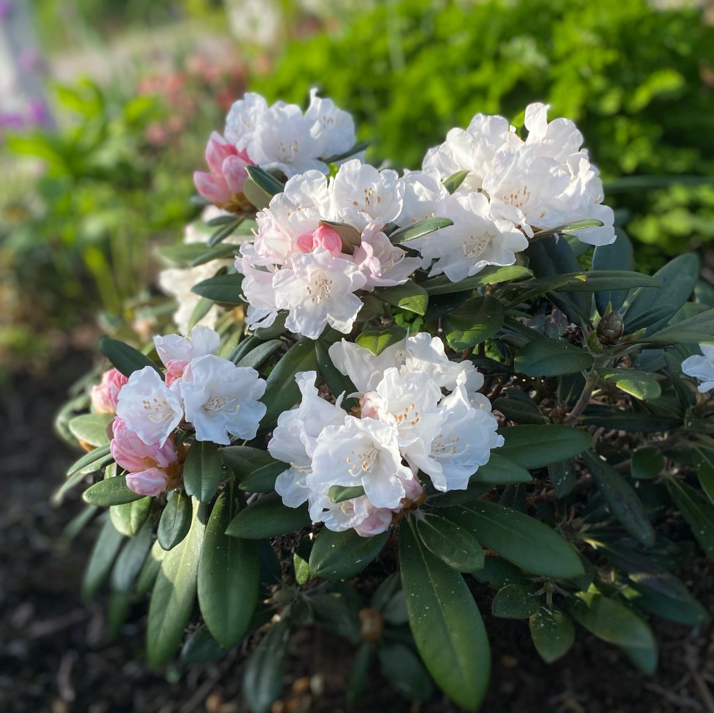 Blomsterfesten pågår! Njut av Rhododendron.
