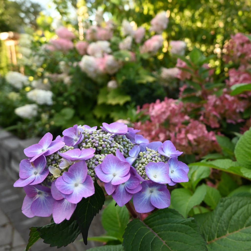 Hortensian som jag gärna omger mig med